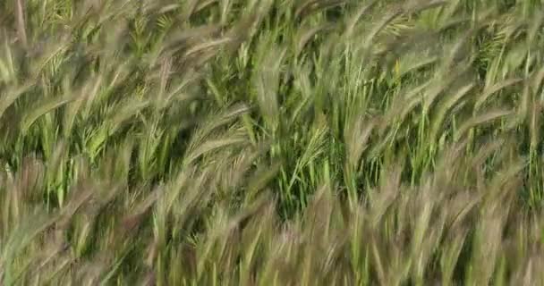 Hordeum Murinum Широко Известный Ячмень Ложный Ячмень — стоковое видео