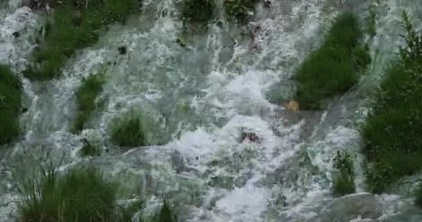 Rivière Sauvage Dans Sud France — Video