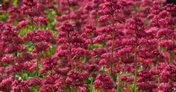 Ruber Centranthus Llamado Valeriano Rojo — Vídeos de Stock