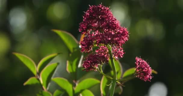 Ruber Centranthus Llamado Valeriano Rojo — Vídeos de Stock