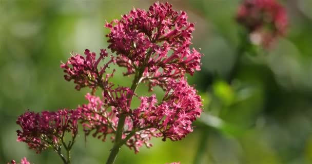 Centranthus Ruber Ονομάζεται Κόκκινο Βαλεριάνα — Αρχείο Βίντεο