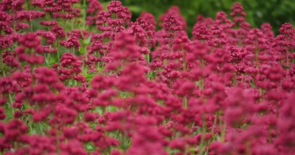 Ruber Centranthus Llamado Valeriano Rojo — Vídeo de stock