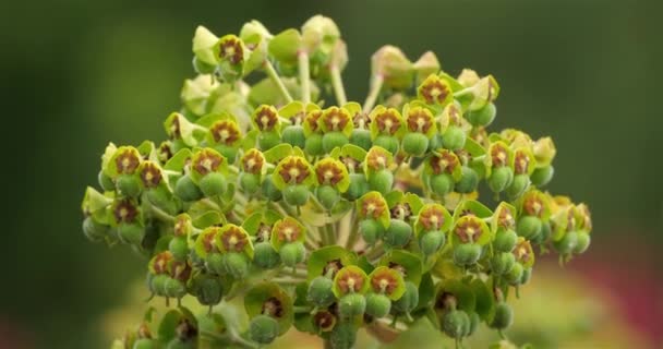 Euphorbia Characteristias Auch Mittelmeer Wolfsmilch Oder Albanische Wolfsmilch Genannt Südfrankreich — Stockvideo