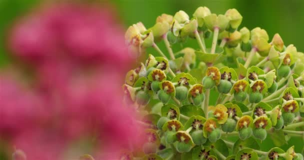 Centranthus Ruber Ονομάζεται Κόκκινο Βαλεριάνα Στο Παρασκήνιο Είναι Μια Euphorbia — Αρχείο Βίντεο