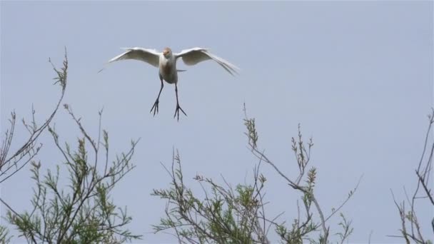 Bovino Bubulcus Ibis Heronry Camargue Francia — Vídeo de stock