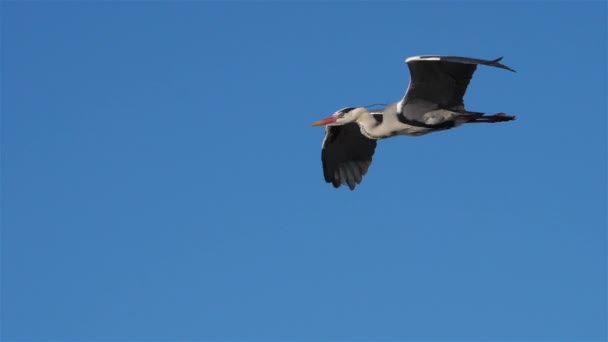 Grey Heron Ardea Cinerea Camarging France — стокове відео