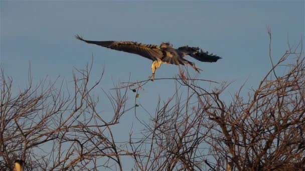 Grå Häger Ardea Cinerea Camargue Frankrike — Stockvideo