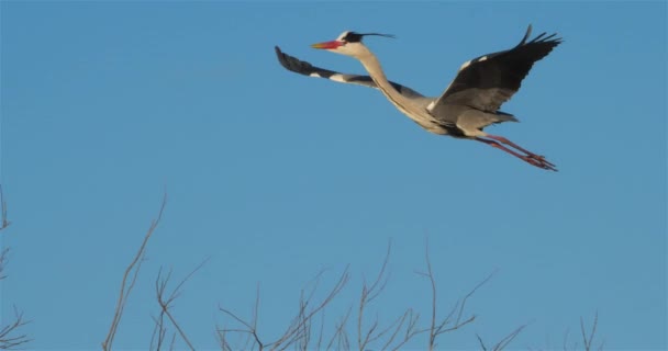 Gri Balıkçıl Ardea Cinerea Camargue Fransa — Stok video