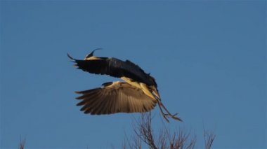 Gri balıkçıl, Ardea Cinerea, Camargue, Fransa