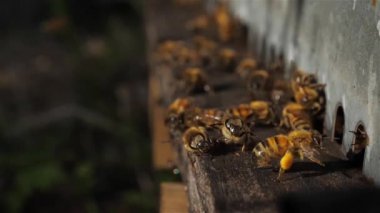 Kovan etrafında uçuşan arılar