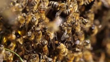 Arı sürüsü, doğaüstü, Fransa