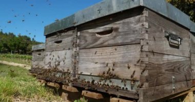 Kovan etrafında uçuşan arılar