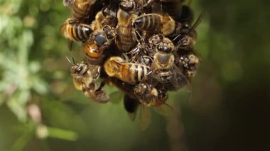 Arı sürüsü, doğaüstü, Fransa