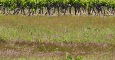 Claret, Herault, Pic Saint Loup, Fransa 'daki üzüm bağları. Rüzgarda sallanan otlar
