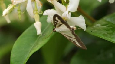 kutu ağacı güvesi veya Cydalima perspektifi, okült, Fransa