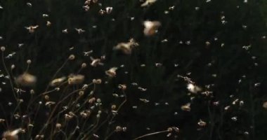 Kovan etrafında uçuşan arılar