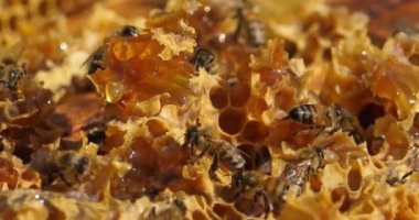 Kovan etrafında uçuşan arılar