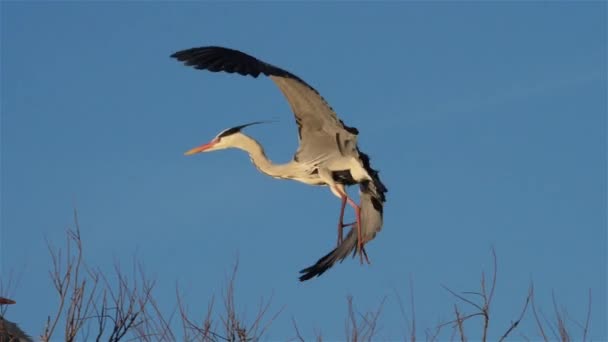 Grey Haron Ardea Cinerea Camargue Frankrijk — Stockvideo