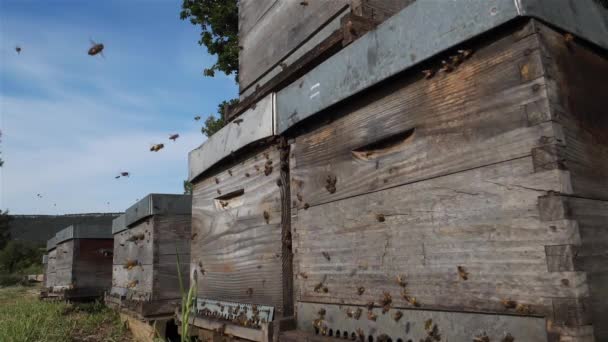 Abejas Volando Alrededor Colmena — Vídeo de stock