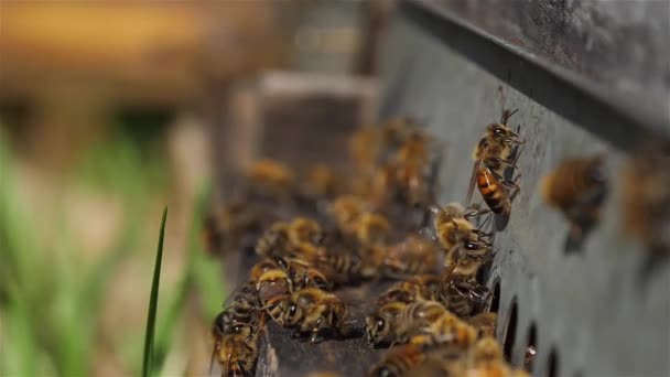 蜜蜂在蜂窝里飞来飞去 — 图库视频影像