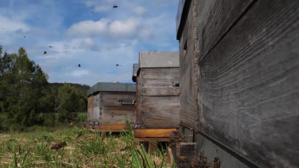 Пчелы Летают Вокруг Улья — стоковое видео