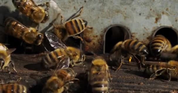 Kovan Etrafında Uçuşan Arılar — Stok video