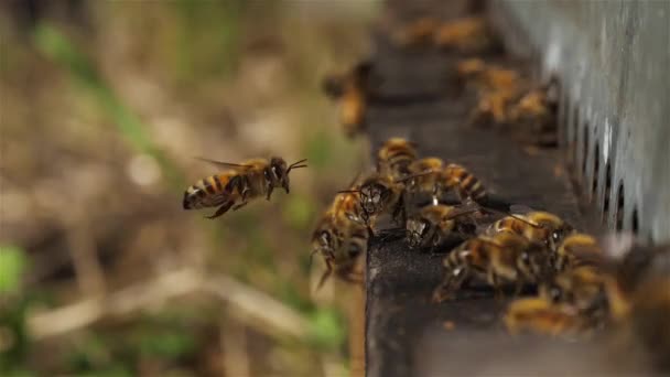 Abejas Volando Alrededor Colmena — Vídeo de stock