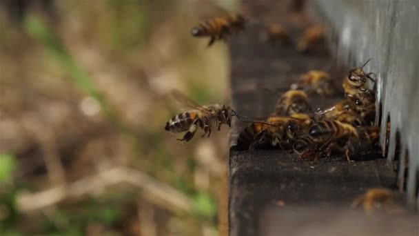 Bijen Die Rond Korf Vliegen — Stockvideo