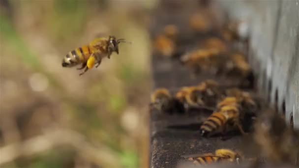 Abejas Volando Alrededor Colmena — Vídeo de stock