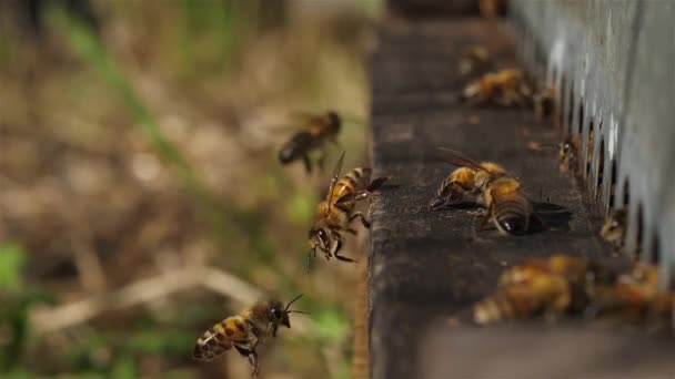 Bijen Die Rond Korf Vliegen — Stockvideo