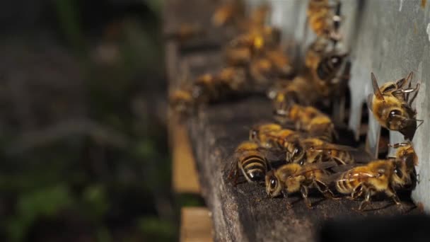 Bienen Fliegen Den Bienenstock — Stockvideo