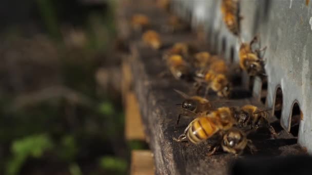 Abelhas Voando Redor Colmeia — Vídeo de Stock