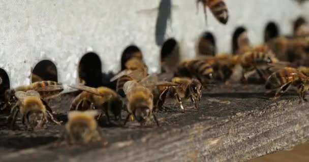 Včely Lítají Kolem Úlu — Stock video