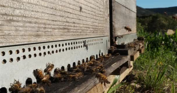 Abejas Volando Alrededor Colmena — Vídeos de Stock