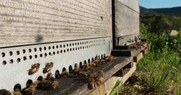 Пчелы Летают Вокруг Улья — стоковое видео