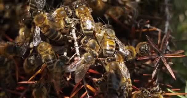 Caliente Abejas Occitanie Francia — Vídeo de stock