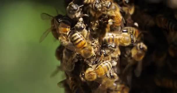 Caliente Abejas Occitanie Francia — Vídeos de Stock