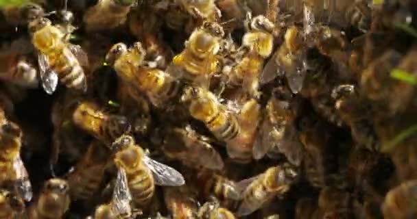 Bienenschwarm Occitanie Frankreich — Stockvideo