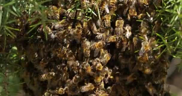 Méhnyak Occitanie Franciaország — Stock videók