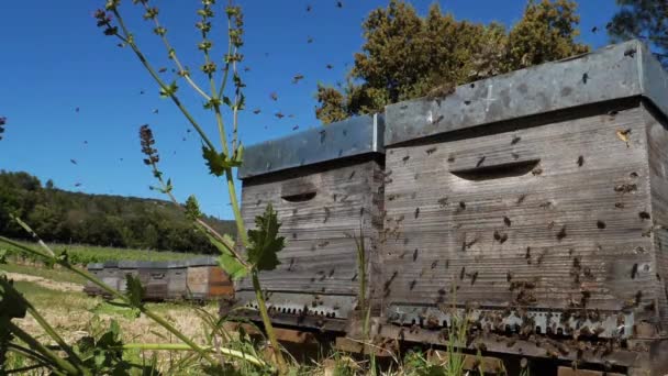 Kovan Etrafında Uçuşan Arılar — Stok video