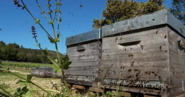 Pszczoły Latające Wokół Ula — Wideo stockowe