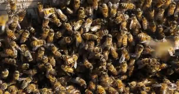 Bienenschwarm Occitanie Frankreich — Stockvideo