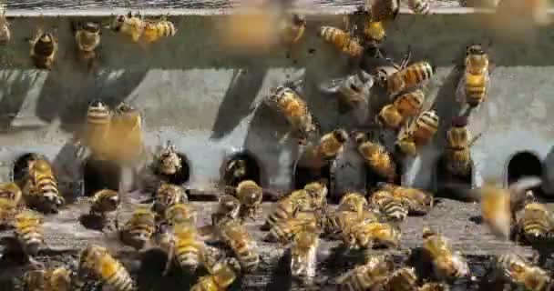 Abejas Volando Alrededor Colmena — Vídeo de stock