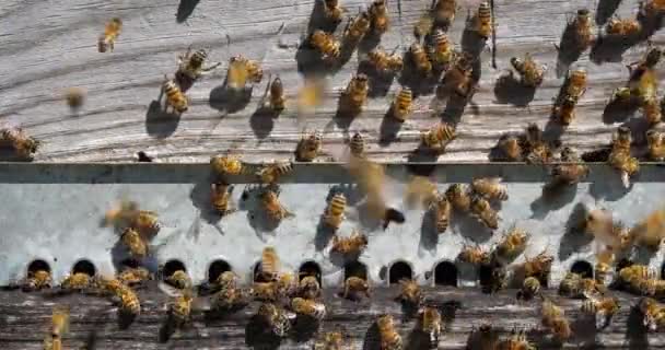 Bienen Fliegen Den Bienenstock — Stockvideo