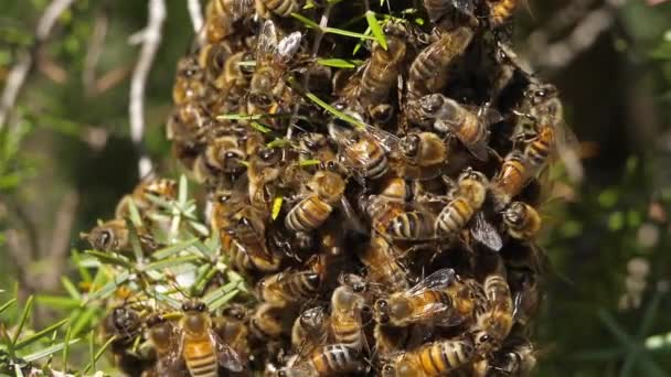 Bienenschwarm Occitanie Frankreich — Stockvideo