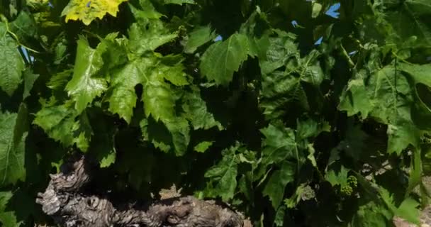 Viñedos Claret Herault Pic Saint Loup Francia Fondo Está Cresta — Vídeo de stock