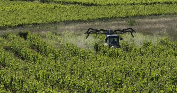 トラクターはブドウ畑 フランスを噴霧 ピックサンループのブドウ畑 — ストック動画