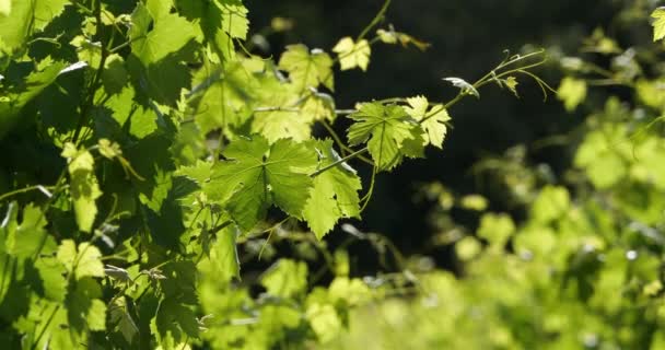 Listy Vinic Během Jarní Sezóny Vinice Pic Saint Loup — Stock video