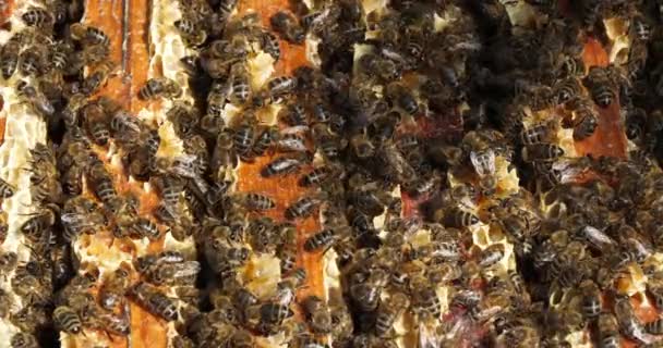 Les Abeilles Pendant Récolte Miel — Video