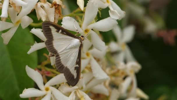 Box Tree Moth Cydalima Perspectalis Occitanie França — Vídeo de Stock